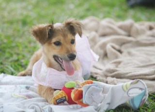 Mogi das Cruzes e Suzano realizam feira de adoção de animais neste sábado