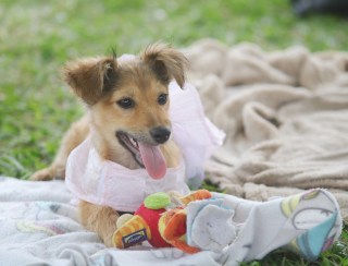 Mogi das Cruzes e Suzano realizam feira de adoção de animais neste sábado