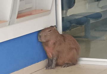 Capivara é flagrada dentro de agência bancária em Mogi das Cruzes