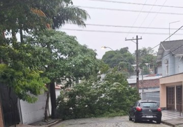 Temporal derruba árvore em rua de Mogi das Cruzes