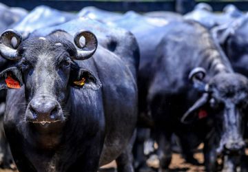 Fazendeiro é condenado por abandono de búfalas no interior paulista