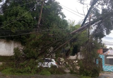 Árvore derruba fiação de alta tensão e atinge carro em Suzano