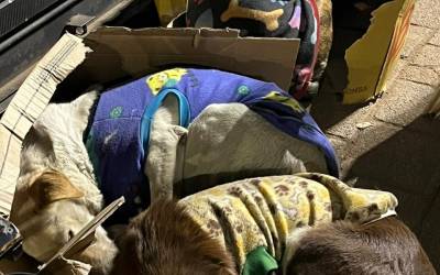 Solidariedade une voluntários que cuidam de cães abandonados em Suzano