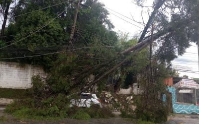 Árvore derruba fiação de alta tensão e atinge carro em Suzano