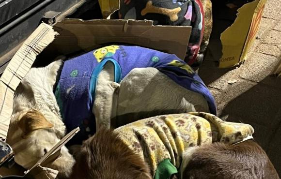 Solidariedade une voluntários que cuidam de cães abandonados em Suzano