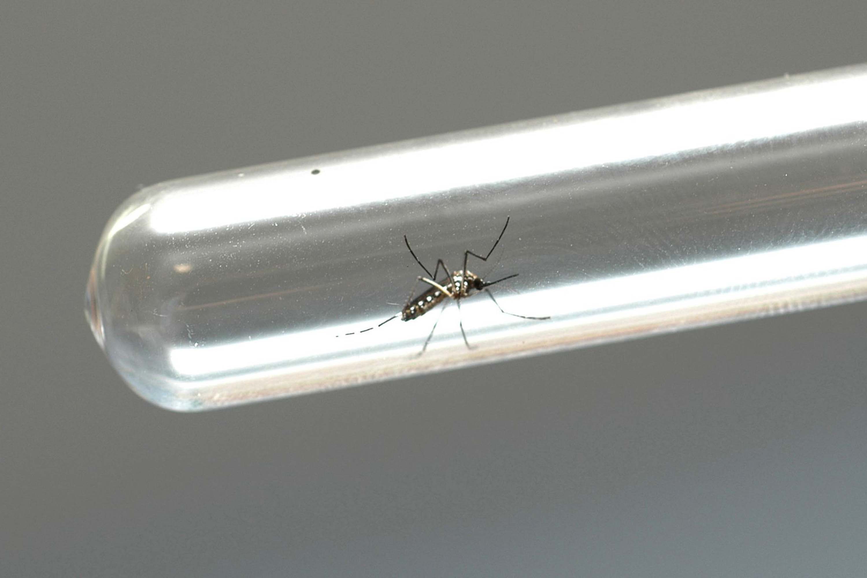 Alto Tietê registra mais cinco mortes por dengue; número de óbitos na região chegou a 51