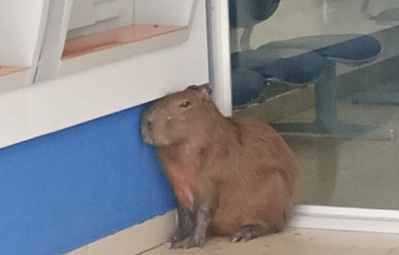 Capivara é flagrada dentro de agência bancária em Mogi das Cruzes