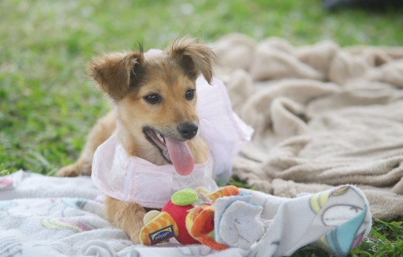 Mogi das Cruzes e Suzano realizam feira de adoção de animais neste sábado