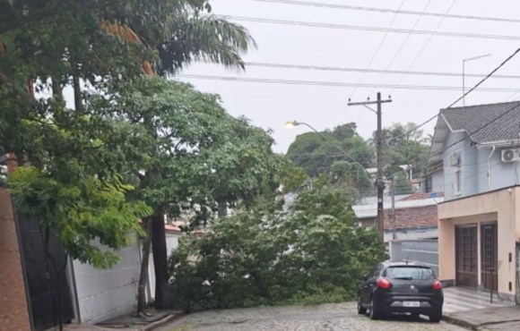 Temporal derruba árvore em rua de Mogi das Cruzes